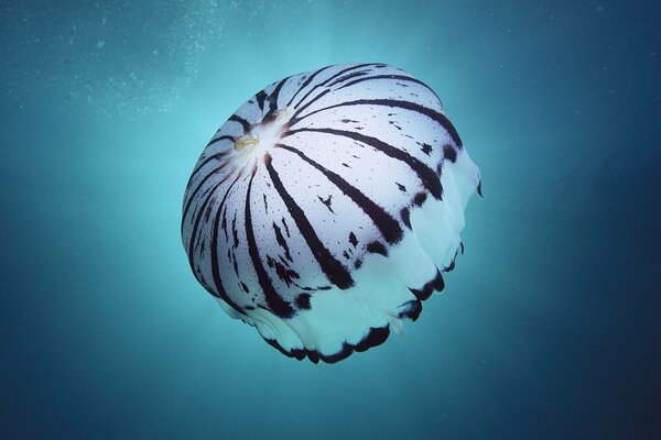 Schöner Schwamm schwimmt im Meer