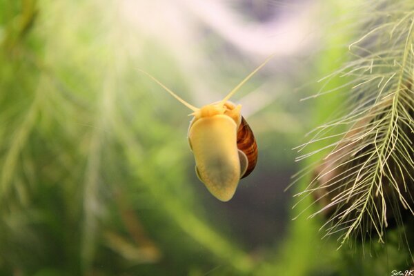 Schnecke im Aquarium mit Algen