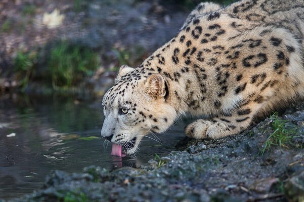 Wildkatze irbis am wasserloch