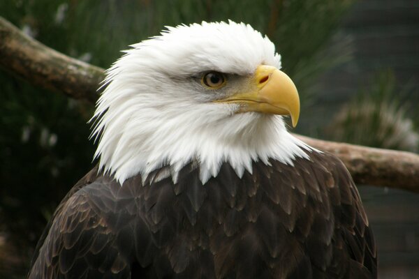 The white-headed eagle looks out the victim