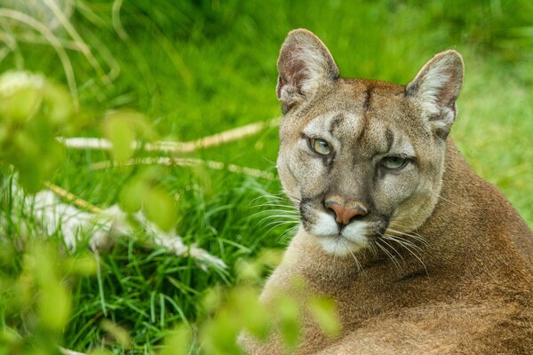 Ein schöner Blick eines Pumas im Gras