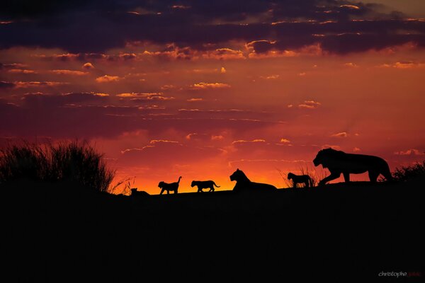 Una manada familiar de leones en África al atardecer