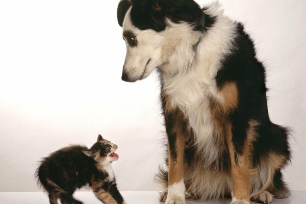 Un gran perro asustó a un pequeño gatito