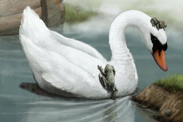 Two frogs climbed on a swan