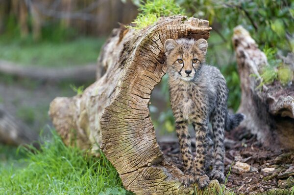 A small cheetah stands by a snag