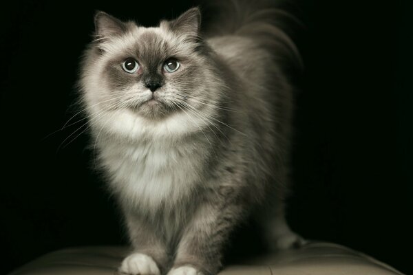 Gato gris peludo con ojos azules