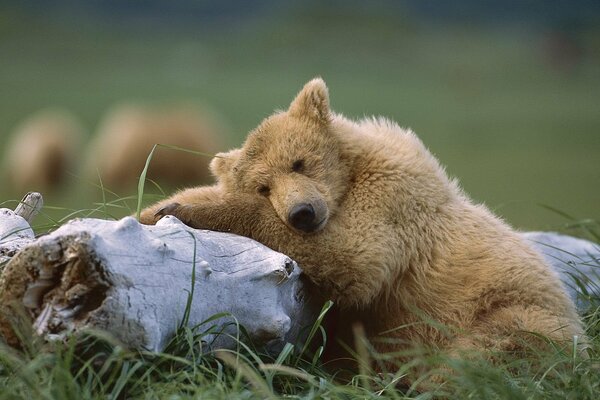 The bear sleeps on the lawn