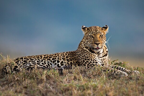 Bel leopardo in posa per una foto