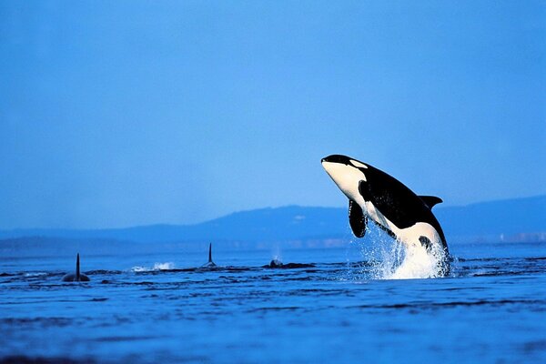 An image of a killer whale above the water