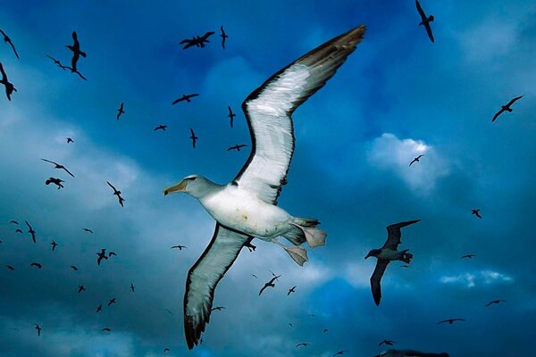 Vuelo de gaviotas en el cielo azul