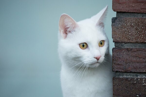 The attentive gaze of a white cat