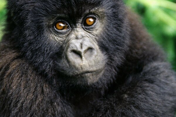 Gorilla with small eyes