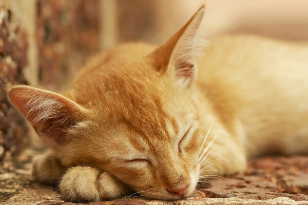 El sueño sereno del gato rojo