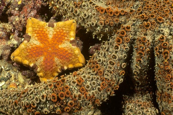 Starfish on the ocean floor