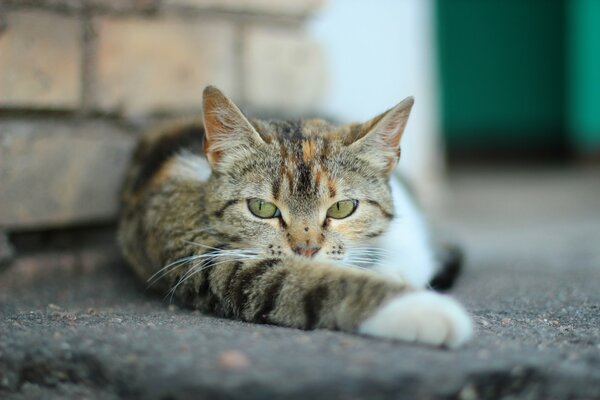 El gato puso la pata hacia adelante