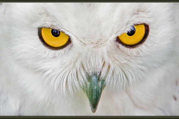 Le regard prédateur d un hibou blanc