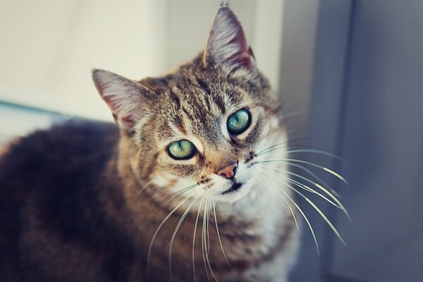 A cat with a beautiful mustache