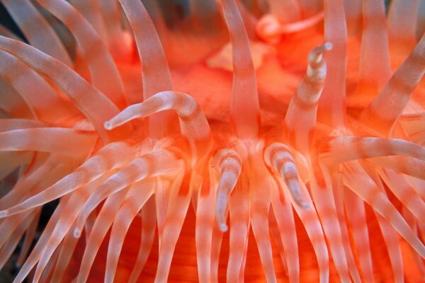 Anemone luminoso in ambiente marino