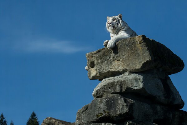 Elegante tigre blanco en las piedras