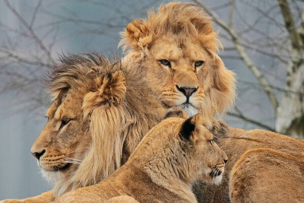 Schwedische Familie aus Löwe, Löwin und Löwe