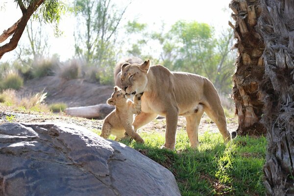 A family of wild predators in nature