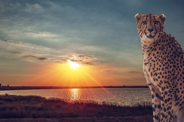 Savane. Guépard sur fond de lac au coucher du soleil