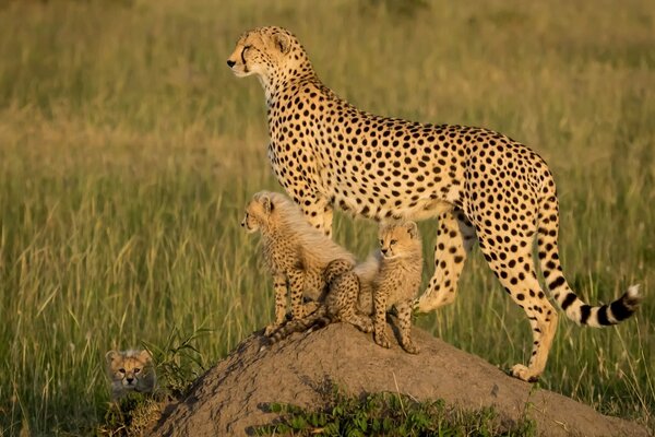 Gerard mit Jungtieren in Afrika