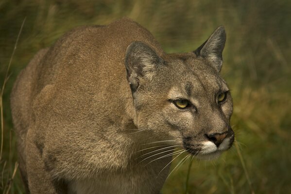 Große Wildkatze auf der Jagd