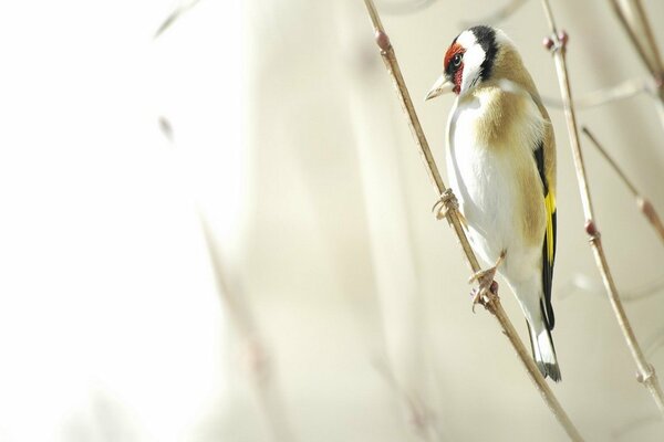 Vogel mit buntem Gefieder auf einem Ast