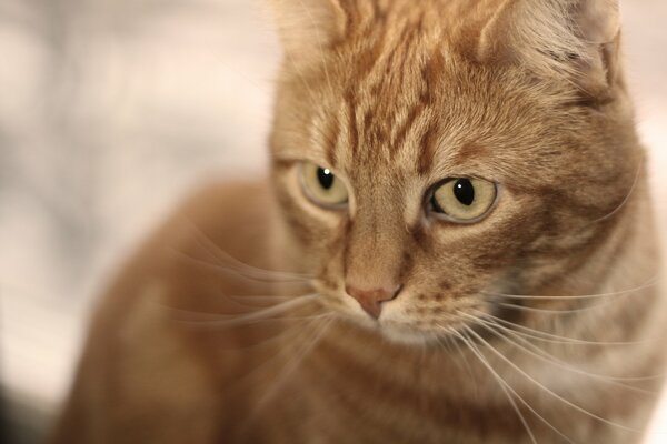 La mirada expresiva de los gatitos rojos