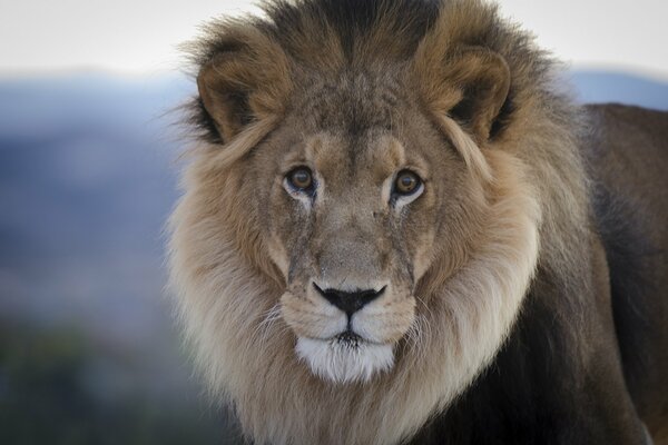 Looking Lion with a gorgeous mane