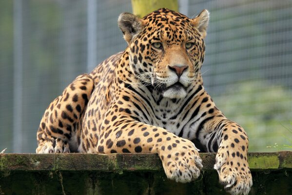 Jaguar descansando en el Suelo de madera