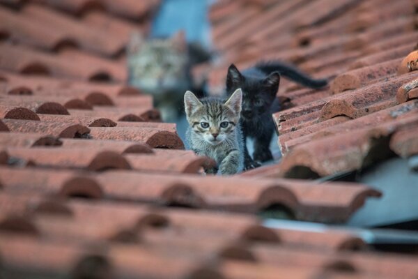 Two kittens walking on the roof