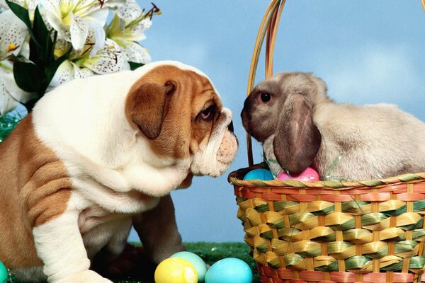 Bulldog y conejito de Pascua en una cesta