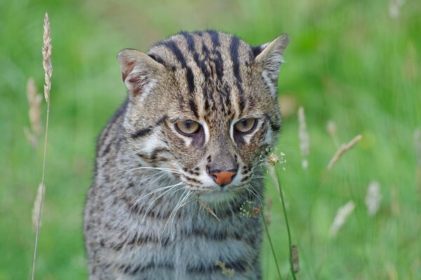 Il gatto selvatico è andato a caccia