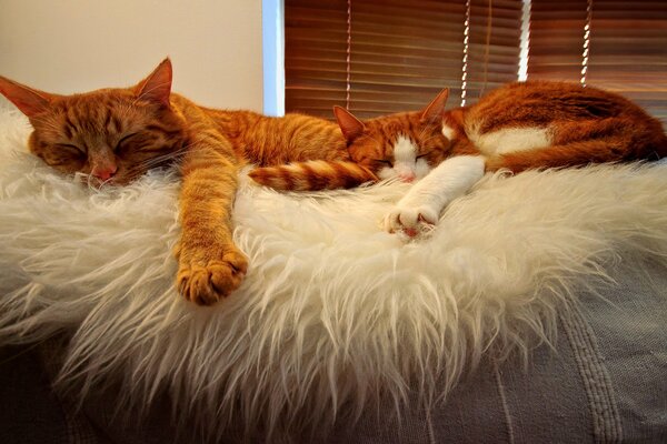 En el dormitorio hay dos gatos marido y mujer que están enamorados