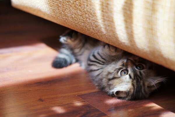 Playful kitten crawled under the sofa