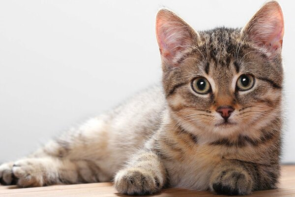 Eine gestreifte Katze liegt und schaut zu