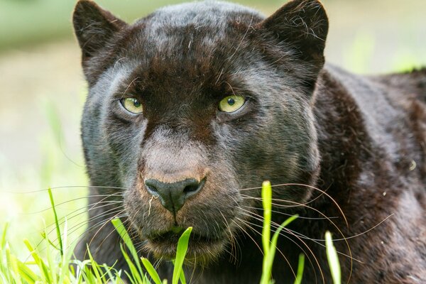 The panther is hiding in the grass