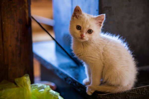 Sad look of a white kitten