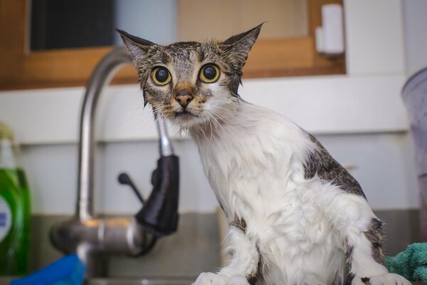 Gato mojado sale del agua