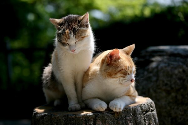 Un par de gatos toman el sol