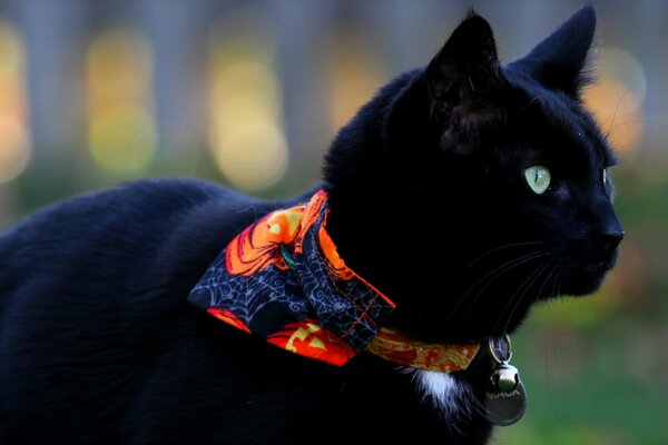 Black cat in nature in a scarf