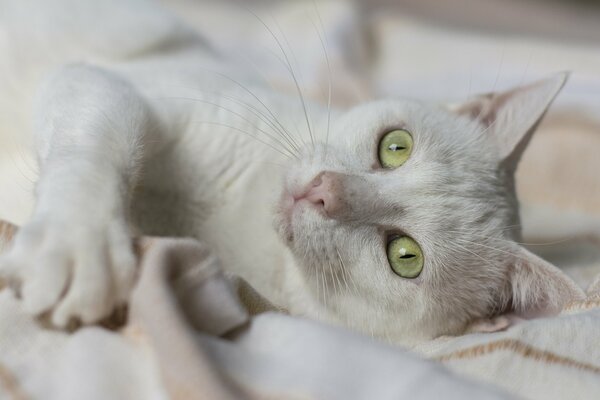 El gato se acuesta y disfruta de la vida