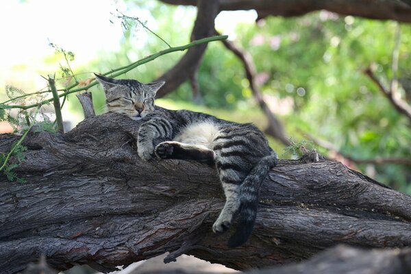 Striped resting in the forest on a branch