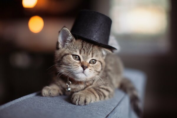 Gatito con sombrero lindo fondo