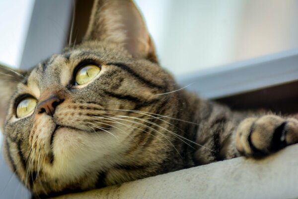 Le regard du chat aux yeux jaunes