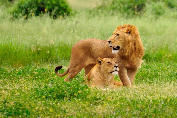 Uno de los dos leones está de pie y el otro está acostado como si supieran que están siendo fotografiados