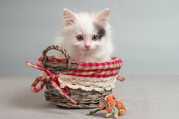 Chaton blanc assis dans le panier