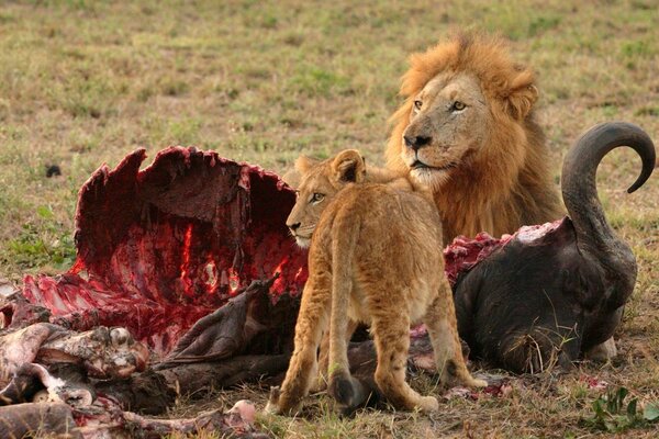 Lion and lioness eat their prey